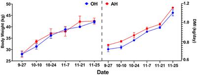 Effects of different forage proportions in fermented total mixed ration on muscle fatty acid profile and rumen microbiota in lambs